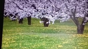 Развитие речи "Составление рассказа о весне"