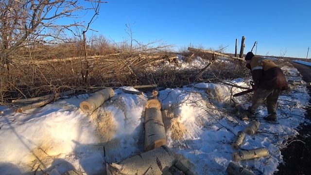 Пилим тополь на дрова развеем миф про тополь смотреть онлайн