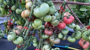 Гномья грядка.