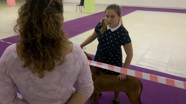 Подготовка собаки к выставке Социализация | DogTalk смотреть онлайн