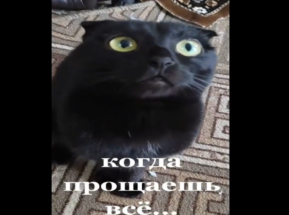 коллекция "кошачих" мини приколов смотреть онлайн