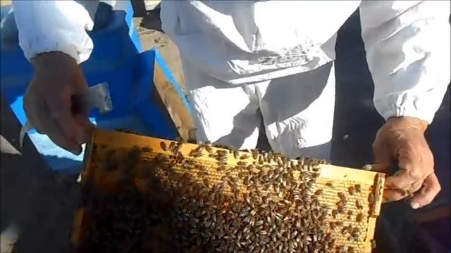 Как стимулировать матку на яйцекладку в августе смотреть онлайн