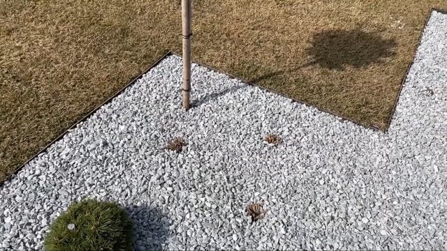 Расстояние между растениями | Учитываем будущее разрастание в композиции | Ландшафтные будни | смотреть онлайн