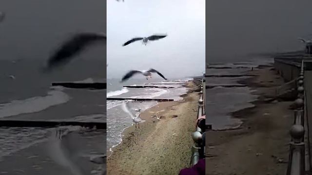 Балтийские чайки едят с рук смотреть онлайн