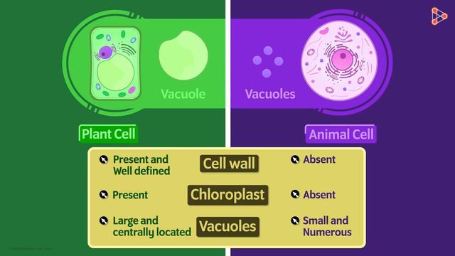 Types of Cells | Don't Memorise смотреть онлайн