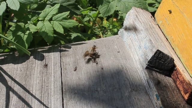 Пчелы изгоняют из своего улья ос-воровок. смотреть онлайн
