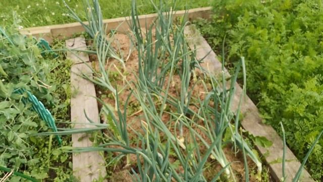 Лук и чеснок в моем огороде??: сорта, выращивание, урожай 2020 г смотреть онлайн