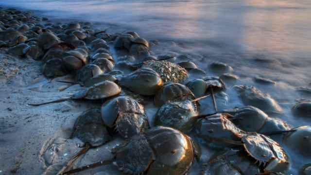 ВЫПУСК ВТОРОЙ Топ 5 Странных доисторических животных, которые существуют по сей день смотреть онлайн