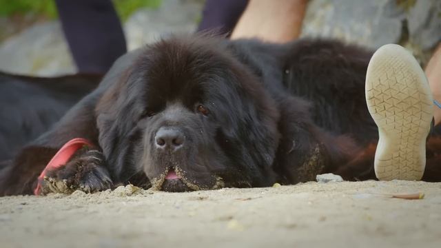Filming Reef, the fearless Italian water rescue dog | Superpower Dogs смотреть онлайн