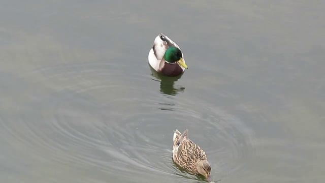 Утки-кряквы: весенняя парочка. (Anas platyrhynchos) смотреть онлайн