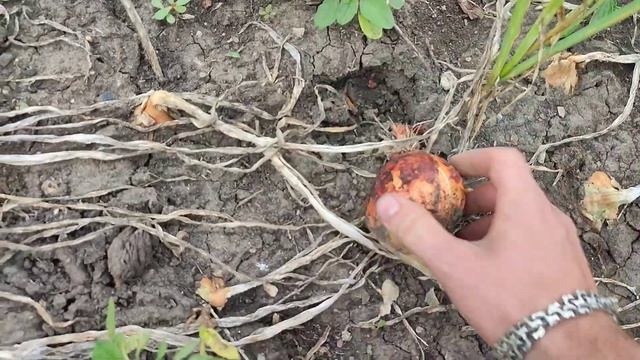 Коли збирати озиму цибулю?| Збір та зберігання озимої цибулі| Як підготувати цибулю до зберігання? смотреть онлайн