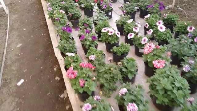 Гулларни куриб бахру дилингиз яйрайди смотреть онлайн