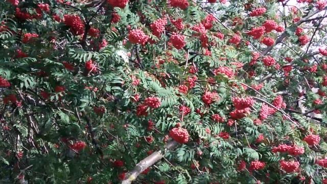 Как выбрать видеокамеру для съёмки видео на YouTube? объясняю простым языком. смотреть онлайн