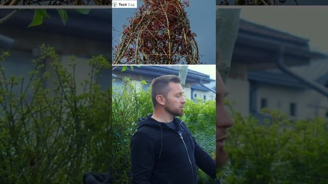 Аллейные лиственные деревья #shorts #крупномеры смотреть онлайн