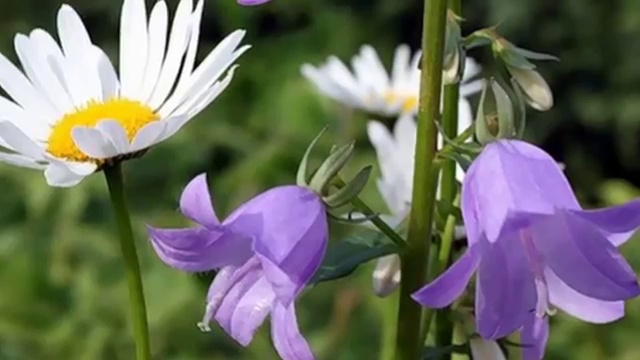 Ольга Воронец "Коло-коло-колокольчик,колокольчик голубой" смотреть онлайн