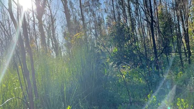 Австралийские птицы, звуки леса, штат NSW смотреть онлайн