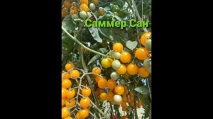 ОБЗОР ТОМАТА Суперчерри !!! САММЕР САН (Summer Sun) Израиль.