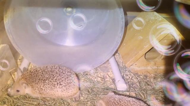 Мои ушастые ежики смотреть онлайн