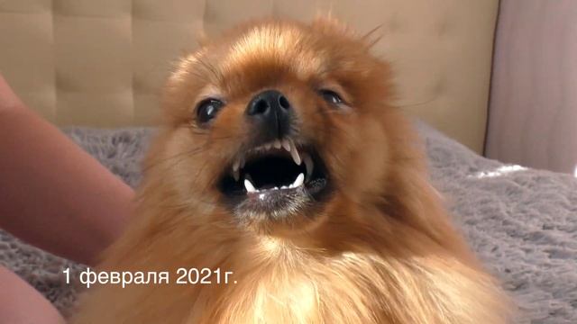 Первые признаки беременности у собаки породы шпиц. Токсикоз и выделения у шпица Бэллы смотреть онлайн