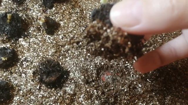 Бегония Первогодка - пора сажать смотреть онлайн