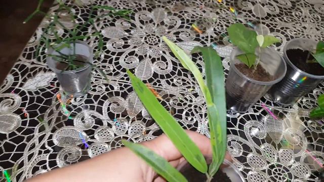 Посылка с хойями смотреть онлайн