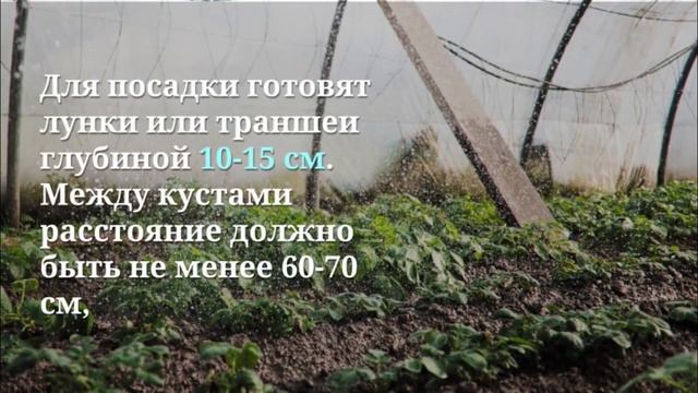 Картофель "Гала" - особенности посадки и ухода смотреть онлайн