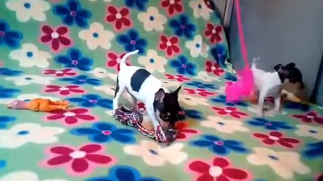 Н-помет той-фокстерьеров, 1 месяц смотреть онлайн