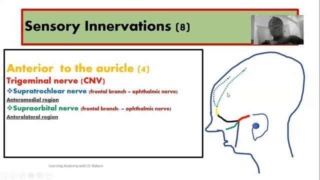 Scalp part 3 | | Innervations of the scalp смотреть онлайн