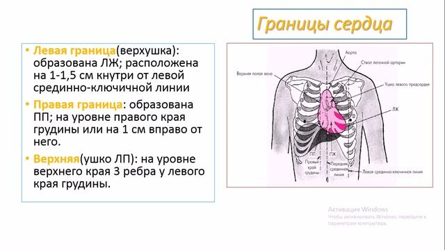 1. СТРОЕНИЕ СЕРДЦА. смотреть онлайн