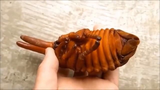 Жук Геркулес цикл роста от личинки и до конца смотреть онлайн