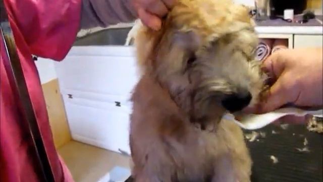 Trimming a Wheaten Terrier Puppy Part 2 смотреть онлайн