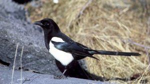 Голоса птиц Как поёт Сорока обыкновенная Pica pica.mp4