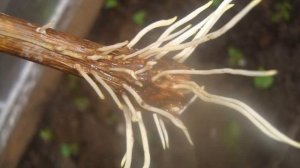 Как использовать «Корневин» при пикировке томатов