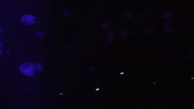 ШОК! ГИГАНТСКИЕ ЯДОВИТЫЕ МЕДУЗЫ смотреть онлайн