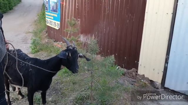 Покупка Козы смотреть онлайн