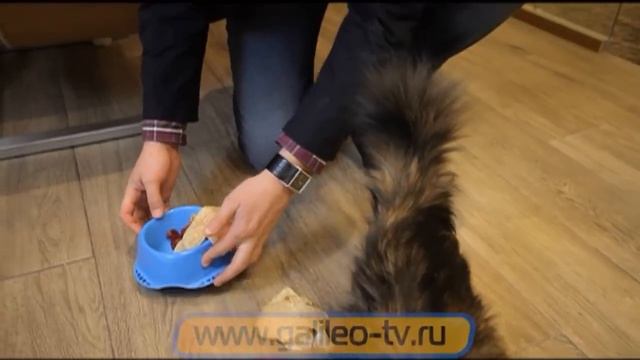 Галилео.кошки. кошачьи выражения смотреть онлайн