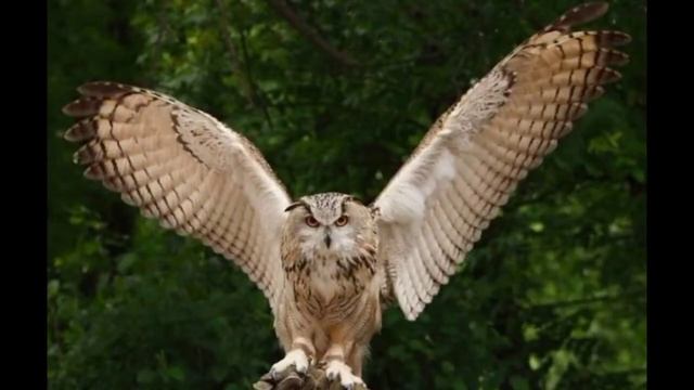 ВСЁ О ЖИВОТНЫХ#1. ВСЁ О ФИЛИНЕ!? смотреть онлайн