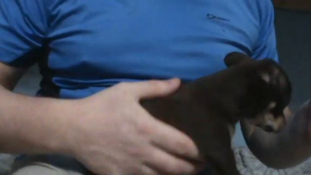 прививка щенкам смотреть онлайн