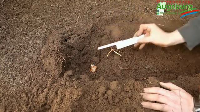 Narzissen 'Bridal Crown' - Blumenzwiebeln Einpflanzen