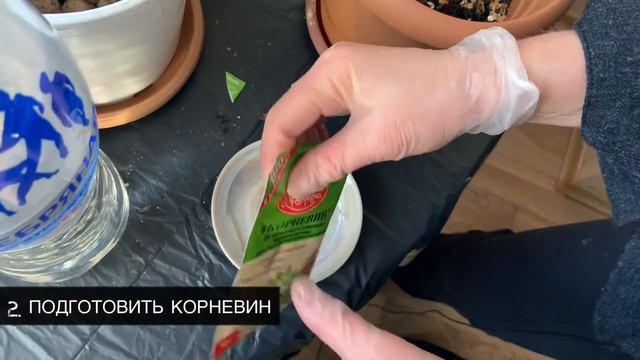 ГИАЦИНТ. Когда сажать ГИАЦИНТЫ. Выгонка ГИАЦИНТОВ.