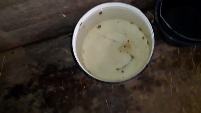 Заквохтала курица. Что делать? Несколько способов, чтоб отучить курицу сидеть на яйцах. смотреть онлайн