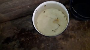 Заквохтала курица. Что делать? Несколько способов, чтоб отучить курицу сидеть на яйцах.