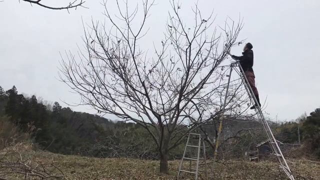 Зимняя обрезка каштана смотреть онлайн