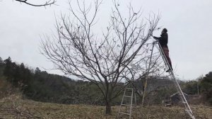 Зимняя обрезка каштана