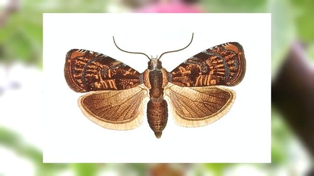 Американская сливовая плодожорка (Cydia Prunivora Wals.)