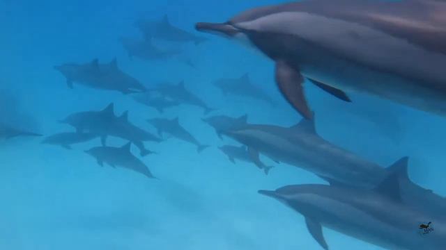 Дельфины Сатайи Dolphins of Sataya смотреть онлайн