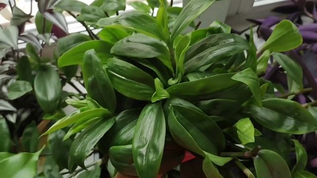 Снова купила новые растения! ? смотреть онлайн