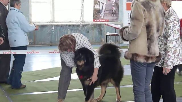 Тибетский мастив г. Волгоград Петро-Престиж АСАНА смотреть онлайн