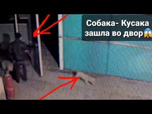 Папа ПОЙМАЛ ли кусаку? Стерилизовали бездомную кошку.