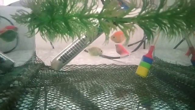 Лорикария перуанская, дала икру. смотреть онлайн